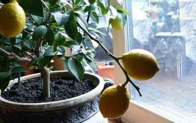 bayanlar bilir evde limon yetistirme