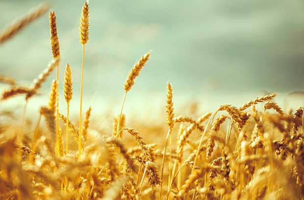 Buğday-Yağının-Faydaları-Nelerdir-1