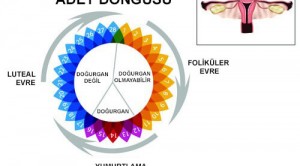 Adet Düzensizliğinin Nedenleri
