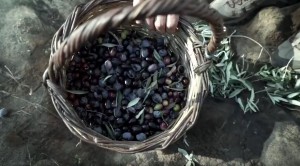 İlaç gibi zeytinyağı nasıl üretilir