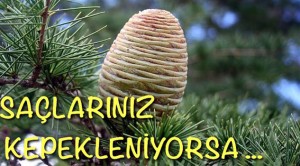 Kepeklenme için sedir ağacı yağı