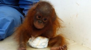 Annesine sarılmak isteyen bebek orangutan