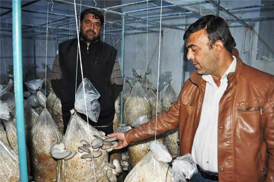 Manisa'nın Turgutlu ilçesinde kapatılan 100 metrekarelik besi çiftliğinde istiridye mantarı üretmeye başlayan üç girişimci, kısa sürede 3 bin metrekarelik bir tesiste üretim yapar hale geldi.