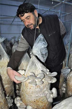 İstiridye mantarının ham maddesi olan ve Ukrayna'dan ithal edilen miselin; saman, talaş ve kepekle karıştırıldığını, fermente edilmesi sonrası fırınlanarak kompost haline getirildiğini anlatan Çoşkun, delikli poşetlerin içine doldurulan kompostun 23 derece sabit sıcaklıktaki kapalı ortamda 21 gün bekletildiğini anlattı.