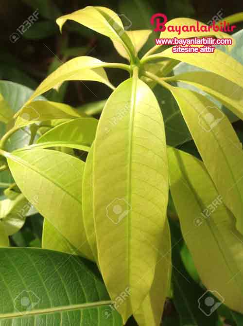 Şeker hastalığının 3 tipi bulunur: TİP 1 , TİP 2 ve Gestasyonel Diyabet.Bağışıklık sistemi pankreas beta hücrelerinin yanlışlıkla sardırması sonucu TİP 1 diyabet veya Juvenil Diyabet oluşur, Tip 2 diyabette vücudun düzgün pankreas enzimlerini salgılamaması sonucu üretilen insülin kullanımı düzenli olamıyor. Gestasyonel Diyabette ise daha önce diyabeti olmayan bir gebede ikinci trimester ve sonrasındaki bir zamanda diyabet hastalığının ortaya çıkmasına denir. Bir diğer adı da gebelik şekeridir. Devam etmek için görsele tıklayın ve 3. fotoğrafa geçin.