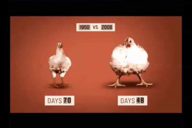 Tavuğun normal ve hormonlu olması durumundaki farklar