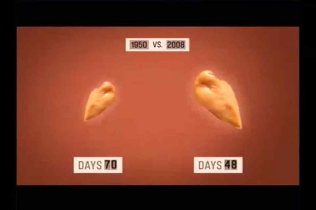 Tavuğun normal ve hormonlu olması durumundaki farklar