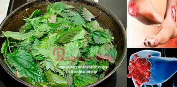 Kanser ve şeker hastalığının düşmanı ısırgan otu çayı