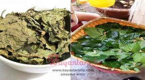 Dut yaprağı çayı nasıl yapılır dut yaprağının faydası