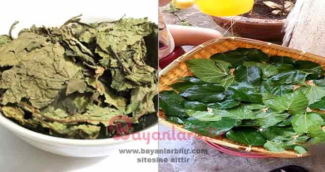 Dut yaprağı çayı nasıl yapılır dut yaprağının faydası