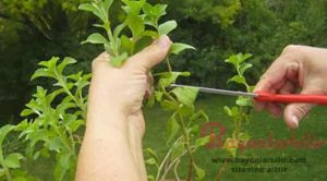 Şeker Otu Nedir? Stevia Bitkisi Faydaları Nelerdir?