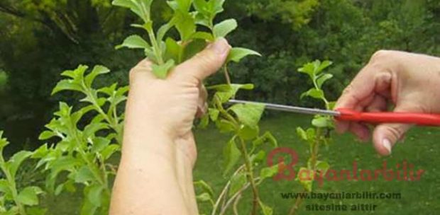 Şeker Otu Nedir Stevia Bitkisi Faydaları Nelerdir