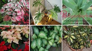 Evde bulundurulmaması gereken bitkiler nelerdir