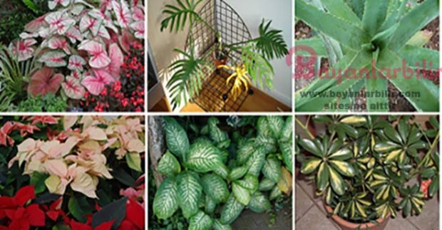 zehirli bitkiler devamı için görsele tıklayın ve sonrakine geçin.