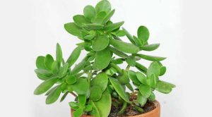 Crassula Ovata Hakkında (Para Ağacı , Bereket Bitkisi)