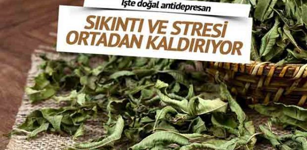 Stresin doğal ilacı Melisa otu