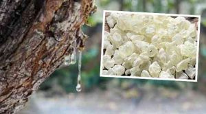 Damla Sakızı Nedir, Faydaları Nelerdir?