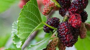 Karadut Faydaları – Koyu Renkli Mor Dut