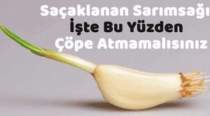 Saçaklanan Sarımsağın Faydaları