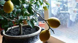 Evde Saksıda Limon Yetiştirmenin Püf Noktaları