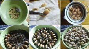 Limon Çekirdeği ile Eviniz Her Zaman Mis Gibi Kokacak