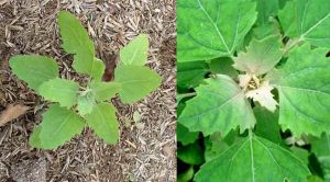 İlaçsız, Katkısız Doğada Kendi kendi yetişir Kanı temizliyor, hemoglobin seviyesini geliştiriyor