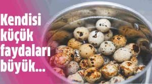 Bıldırcın Yumurtasının Şifa Dolu Faydaları